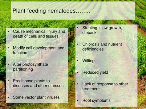 Ppt Nematodes And Soil Ecology Management Of Plant Parasitic