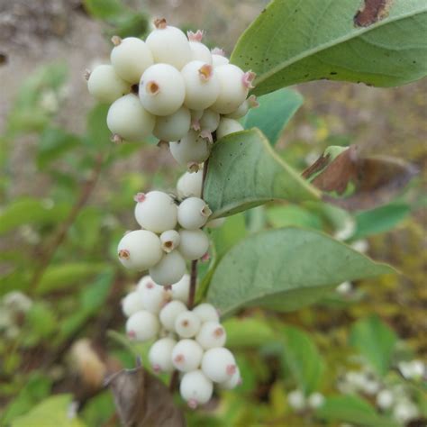 Symphoricarpos Occidentalis Western Snowberry In Gardentags Plant