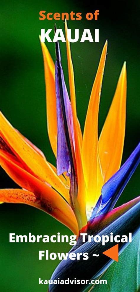Bird Of Paradise Kauai Hawaii Most Beautiful Flowers Exotic Flowers