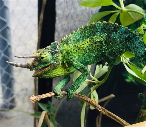 For Sale Yellow Crested Jacksons Chameleons Faunaclassifieds