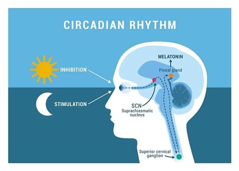 Sleep is a naturally recurring state of mind and body, characterized by altered consciousness, relatively inhibited sensory activity, reduced muscle activity and inhibition of nearly all voluntary muscles during. How Long Does Melatonin Last In Your System? - Terry Cralle