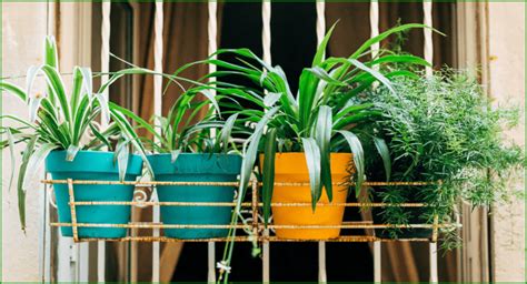 This incorporates the singapore green council certification, a first for the paint business of this nation. List Of Top 10 Air Purifying Indoor Plants In India With ...