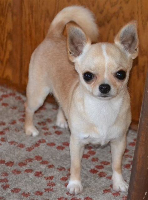 We have had long time experienced with pure breed stormy french bulldog puppies. Chihuahuas Teacup Long-Haired Chihuahua Puppies for sale ...