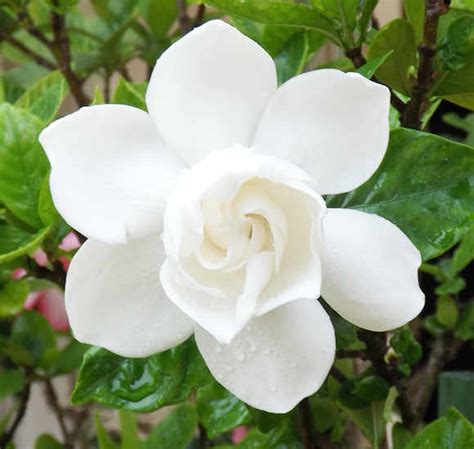 Romantic Flower Of The Month Gardenia The One Romance