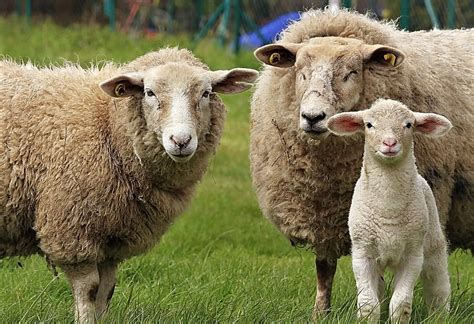 Selain Dagingnya Yang Lezat Ini 7 Fakta Unik Domba Yang Jarang