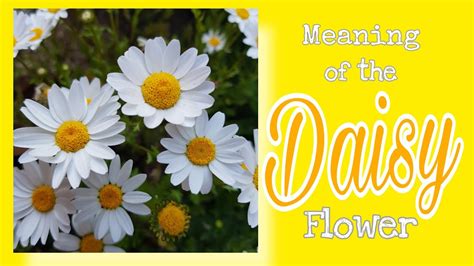 Meaning Of The Daisy Flower Daisyflower Deiji Kkoch Youtube