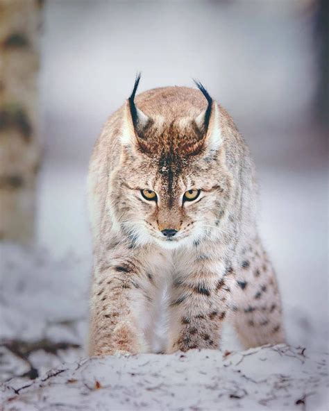 Animal Eurasian Lynx Lynx Lynx Walking Towards Camera Finland