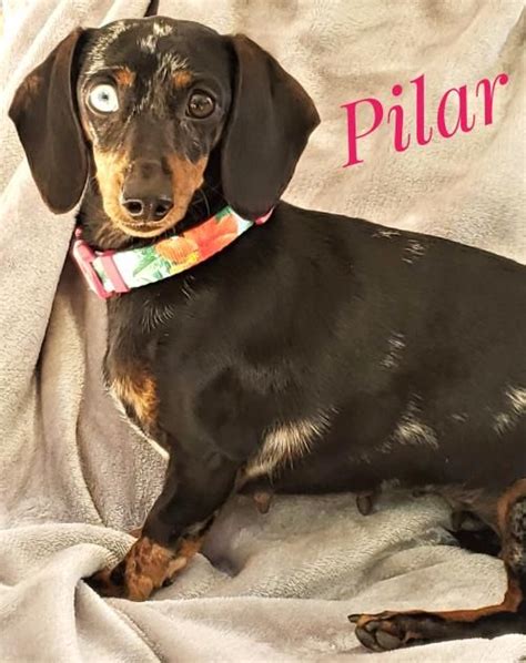 Our adoption fee starts at $250 for dogs/puppies, and $150 for cats/kittens. This cutie needs a home. Dachshund (short coat) in San ...
