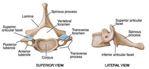 C7 Spineanatomybony Landmark How To Relief