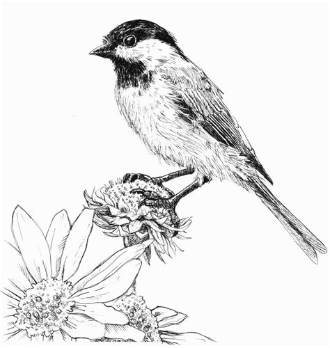 This listing includes the image western cedars only and does not include the mat or frame. Chickadee, Pen and Ink by waughtercolors on DeviantArt