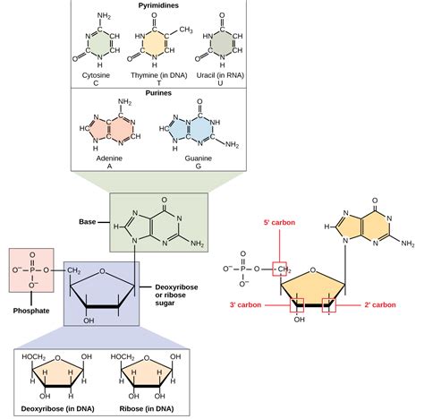 The dna molecule contains the genes for the construction of protein molecules.genes contain instructions for building proteins. Biology - Nucleic Acids