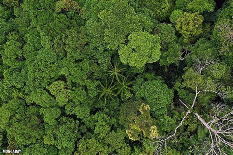 Birds Eye View Drone Of The Amazon Rainforest Insider Brazil