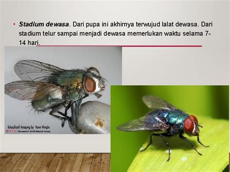 VEKTOR PENYAKIT DAN BINATANG PENGGANGGU PENGERTIAN Vektor salah