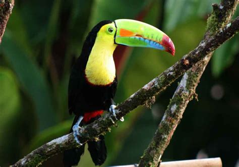 Observación De Aves En Costa Rica