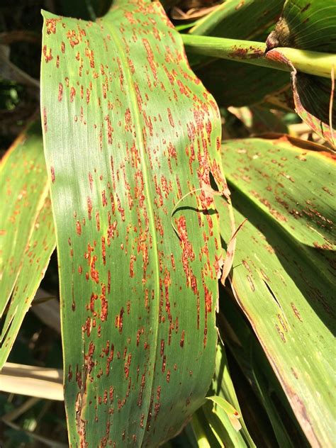 Leaf Rust Of Sudex Hybrid Sorghum × Sudan Grass A Photo On Flickriver