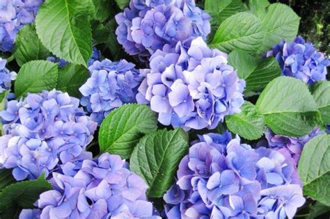 Refers to the season where plums ripen. 梅雨入りと梅雨明けはいつ？奈良県の予想!【2021年最新】