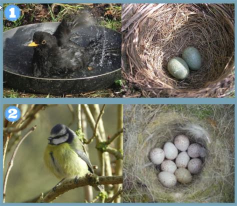 Identifying Birds Eggs Scottish Wildlife Trust