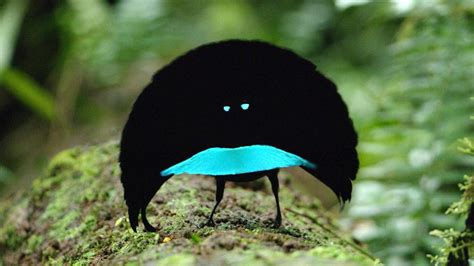 🔥 The Superb Bird Of Paradise It Lives In Rainforests R