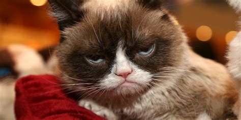 Grumpy Cat, Internet Meme Sensation, Dies at 7, Family Announces