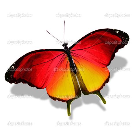 Color Butterfly Isolated On White Stock Photo By Sun Tiger