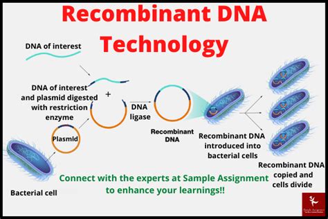 Recombinant Dna Technology A Perspective Overview