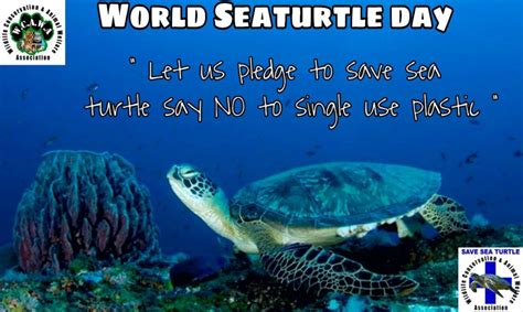 World Sea Turtle Day Little Planet Foundation Non Profit