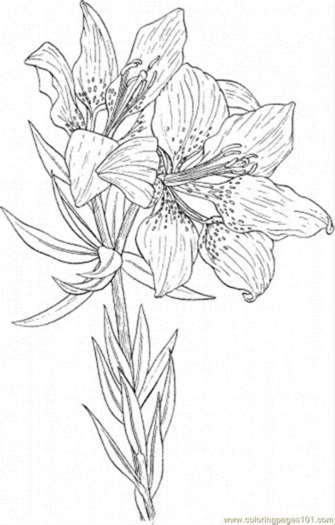 lily  coloring page  flowers coloring pages coloringpagescom