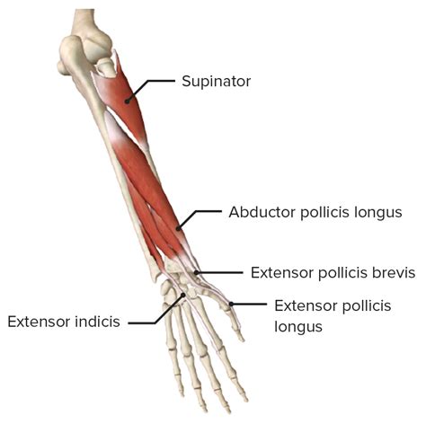 Forearm Anatomy Concise Medical Knowledge