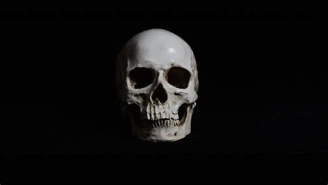 Human Skull On Black Background Bones And Remains Of