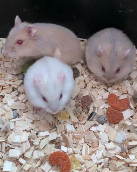 Campbell Russian Dwarf Hamsters Blue Argente And Pearl Red Eye Sold