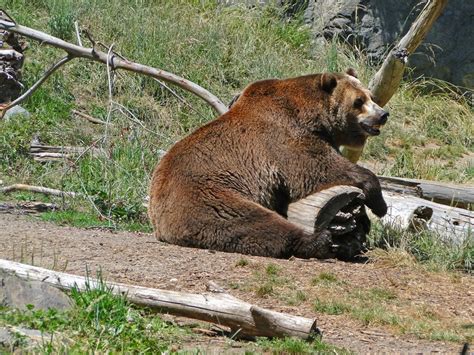 26 Stunning Images Of Woodland Animals In Their Natural Habitat