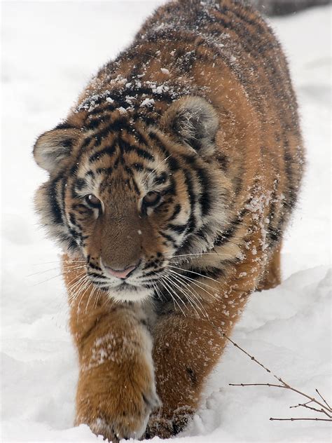Амурский тигр это Что такое Амурский тигр