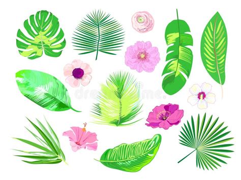 Sistema De Plantas Exóticas Tropicales Hojas De Palma Y Flores Vector