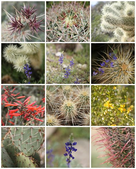Several plants in the sonoran desert carry the name parry. Arizona Family Fun: Things to do in the Phoenix Metro Area