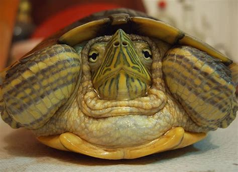 These aid males in grasping the shells of the females during mating. How Long Do Pet Turtles Live? | petMD