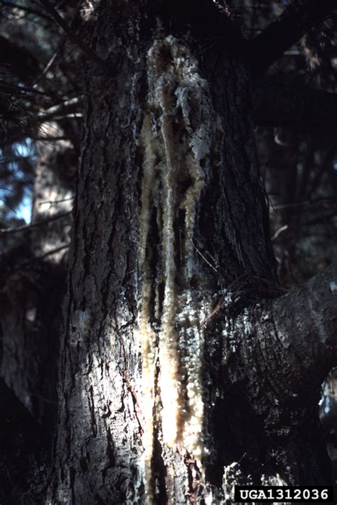 Pitch Canker Fusarium Circinatum On Monterey Pine Pinus Radiata