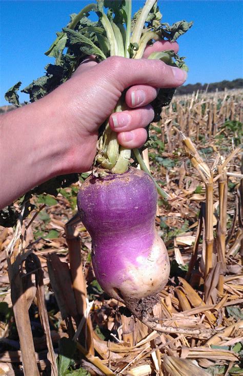 Visual Observation Of Soil Compaction Impact On Turnip Cover Crop Tuber