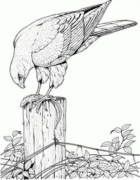 Choose your favorite coloring page and color it in bright colors. Realistic Bird Coloring Pages For Adults Enjoy Coloring ...