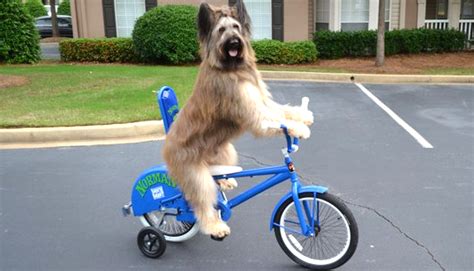 There's no winning animal crossing. Watch This Amazing Video of Norman the Bike-Riding Dog