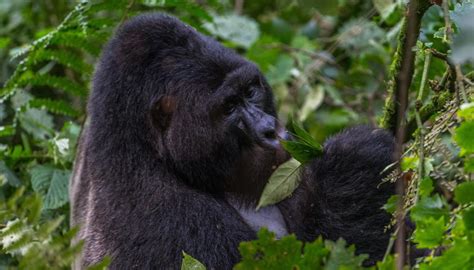 Best Safari Camp In Uganda Gorilla Mist Camp