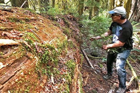 Old Growth Forests Of Pacific Northwest Could Be Key To Climate Action