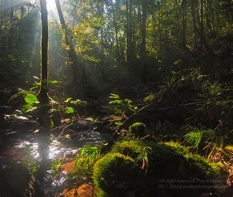 Morning Rays Sinharaja Rain Forest Sri Lanka Flickr Photo Sharing
