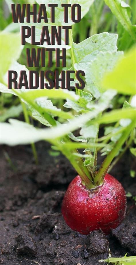 What to Plant with Radishes-Little Sprouts Learning