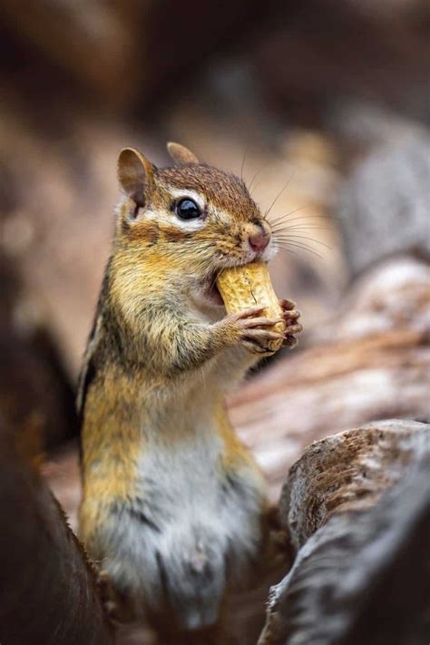 What Do Chipmunks Eat A Complete Guide