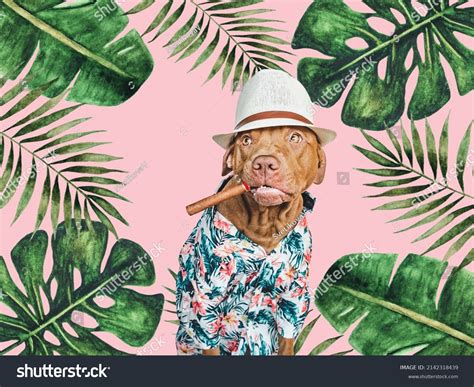 Lovable Brown Dog Holding Cigar His Stock Photo 2142318439 Shutterstock