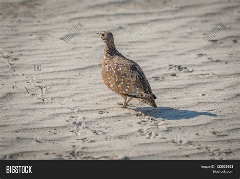Burchells Sand Grouse Image And Photo Free Trial Bigstock