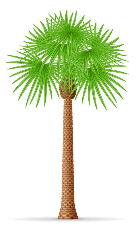 Palm Tree Vector Illustration 488657 Vector Art At Vecteezy