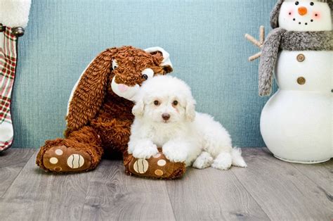 They specialize in raising the cavapoo puppies. Cavapoo Puppies For Adoption In Ohio - Pet Inspiration