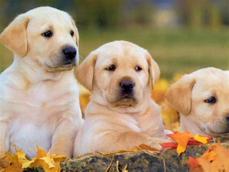 The golden is believed to have originated in the highlands of scotland during the 18th century. Golden Labrador Retriever Puppies | Top 10 dog breeds ...