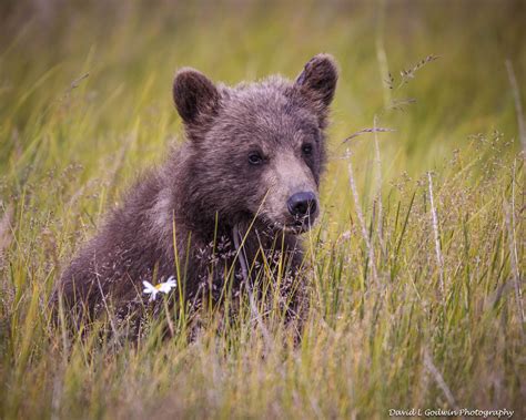 More Cute Cubs Photographing Grizzly Bears Part 7 David L Godwin Photography